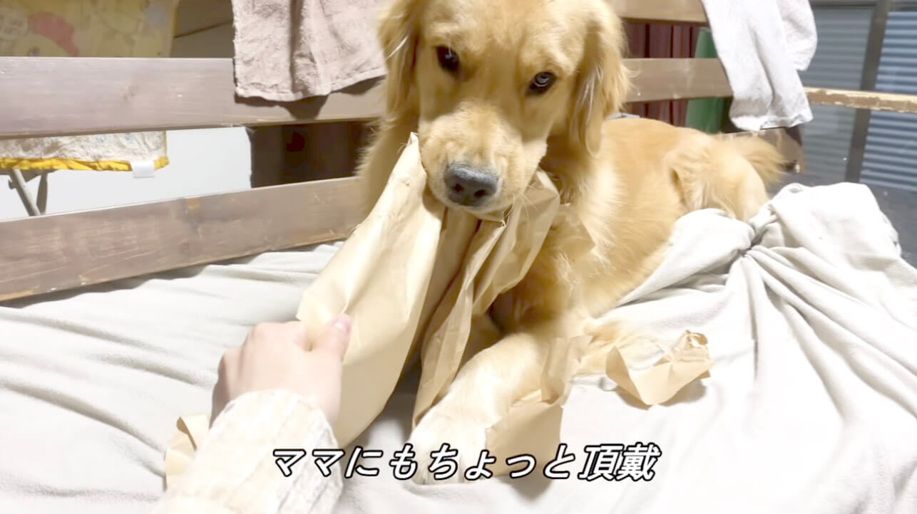 ゴールデンレトリーバー,動画