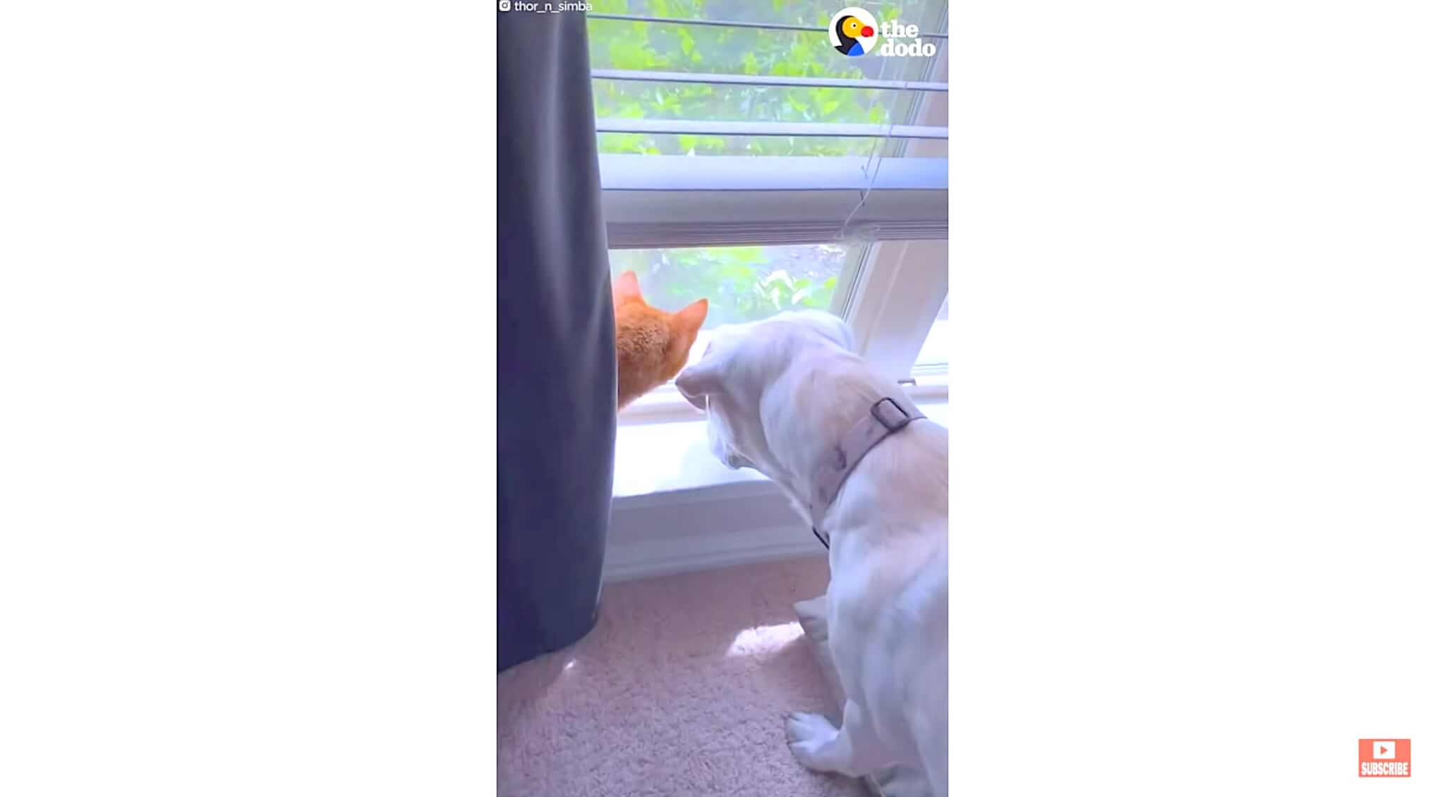 ラブラドールレトリーバー,動画