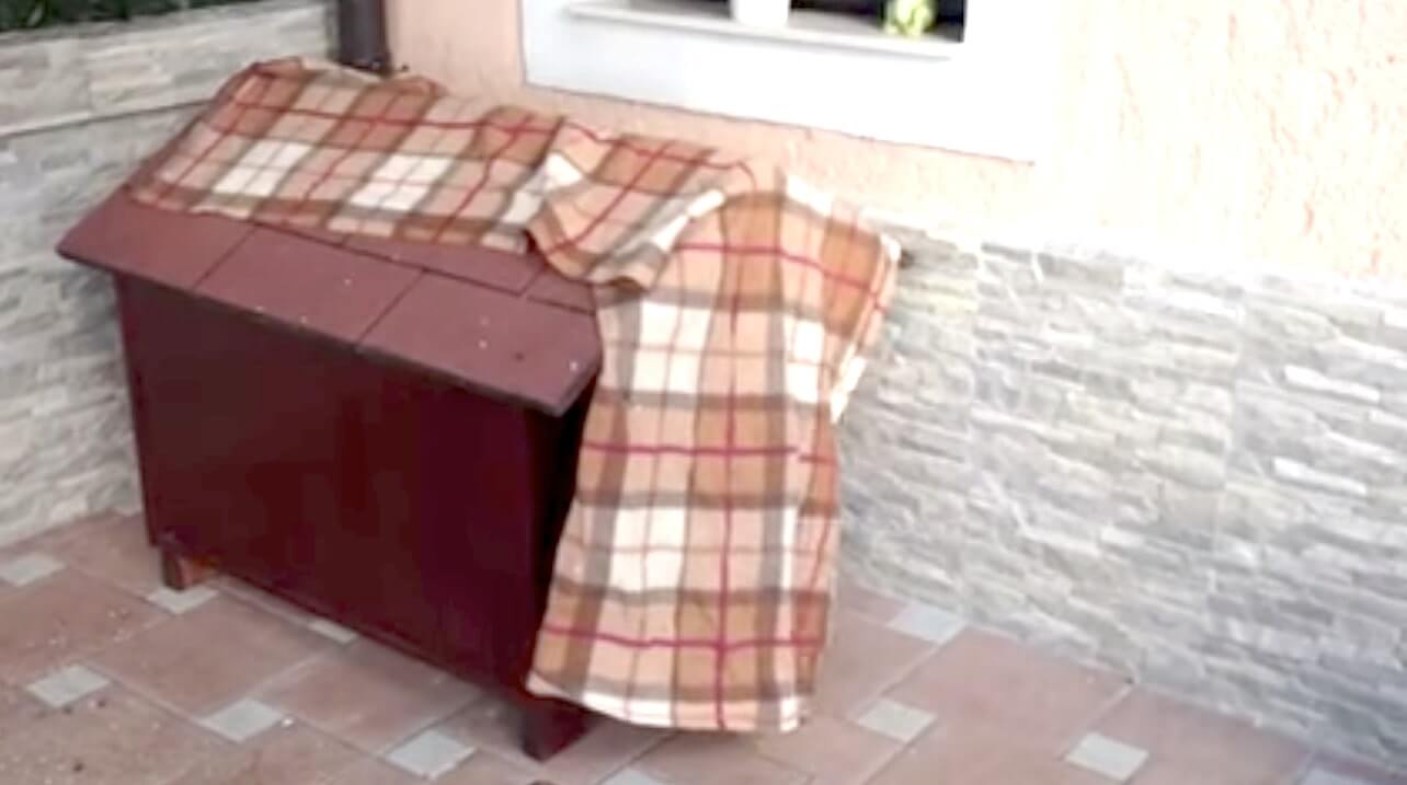 ラブラドールレトリーバー,動画