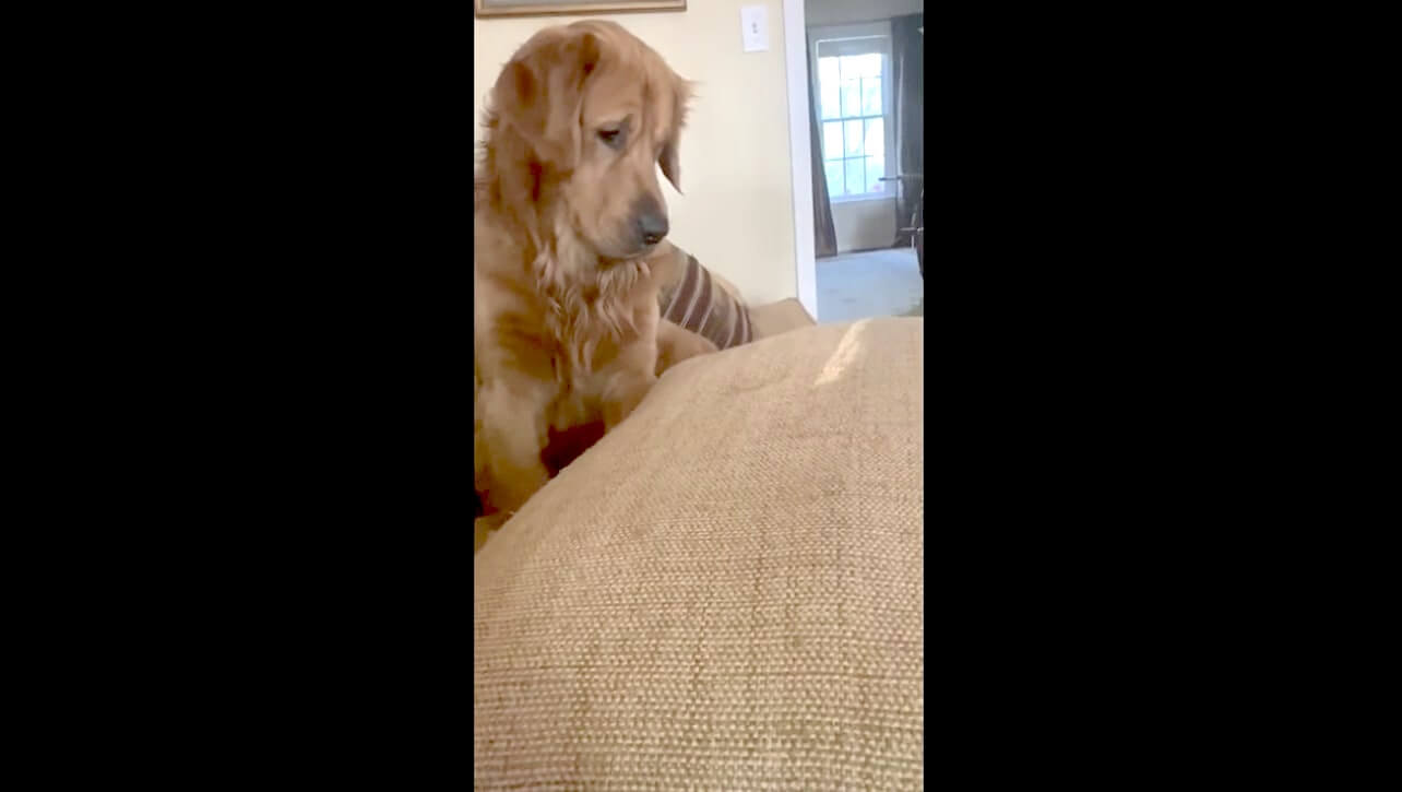 ゴールデンレトリーバー,動画