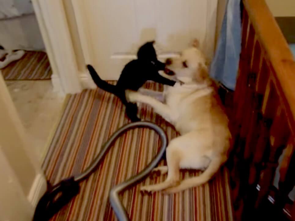 ラブラドールレトリーバー,動画