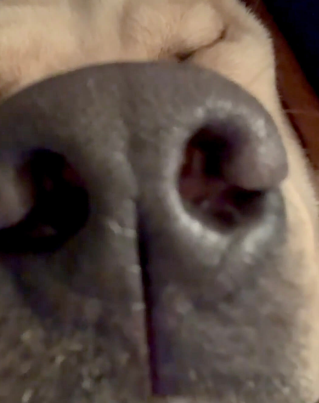 ラブラドールレトリーバー,動画