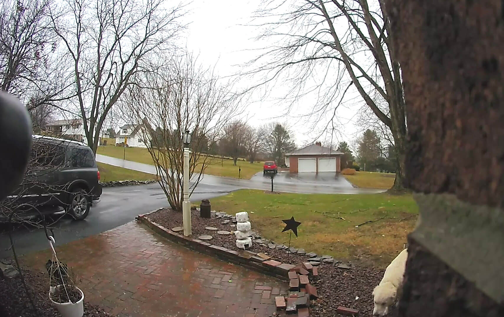 ゴールデンレトリーバー,動画