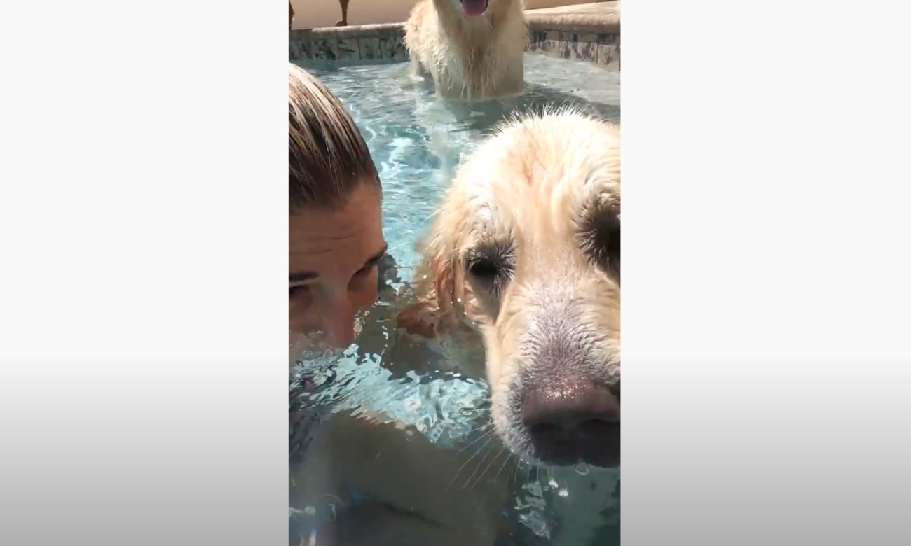 ゴールデンレトリーバー,動画