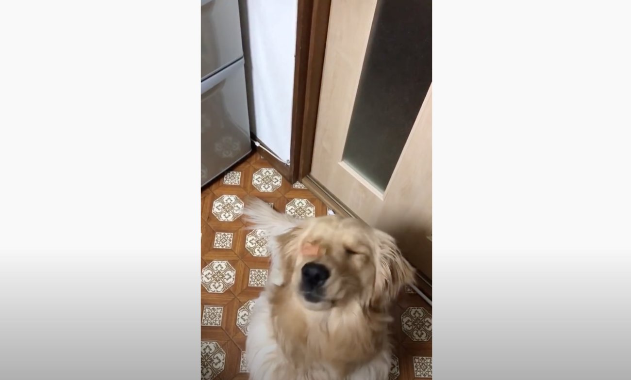 ゴールデンレトリーバー,動画