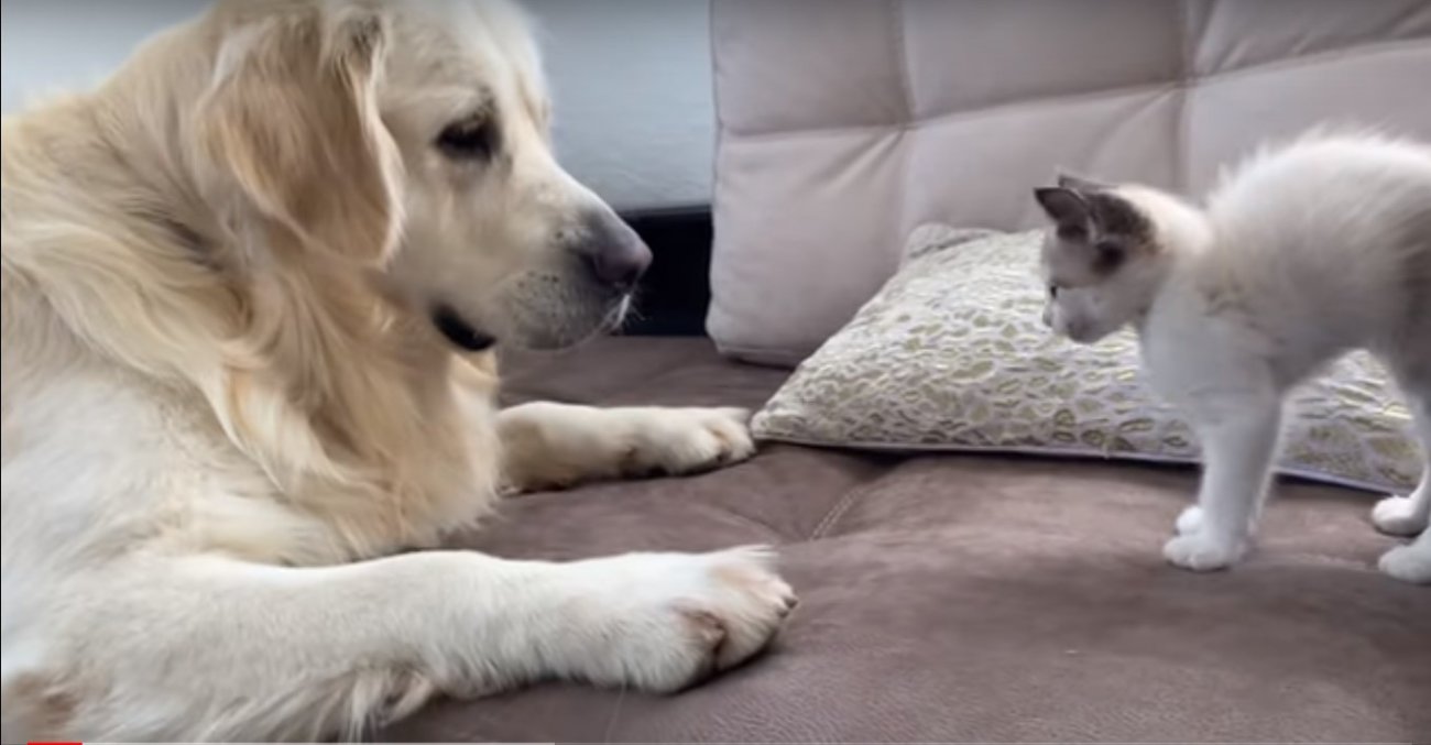 ゴールデンレトリーバー,動画