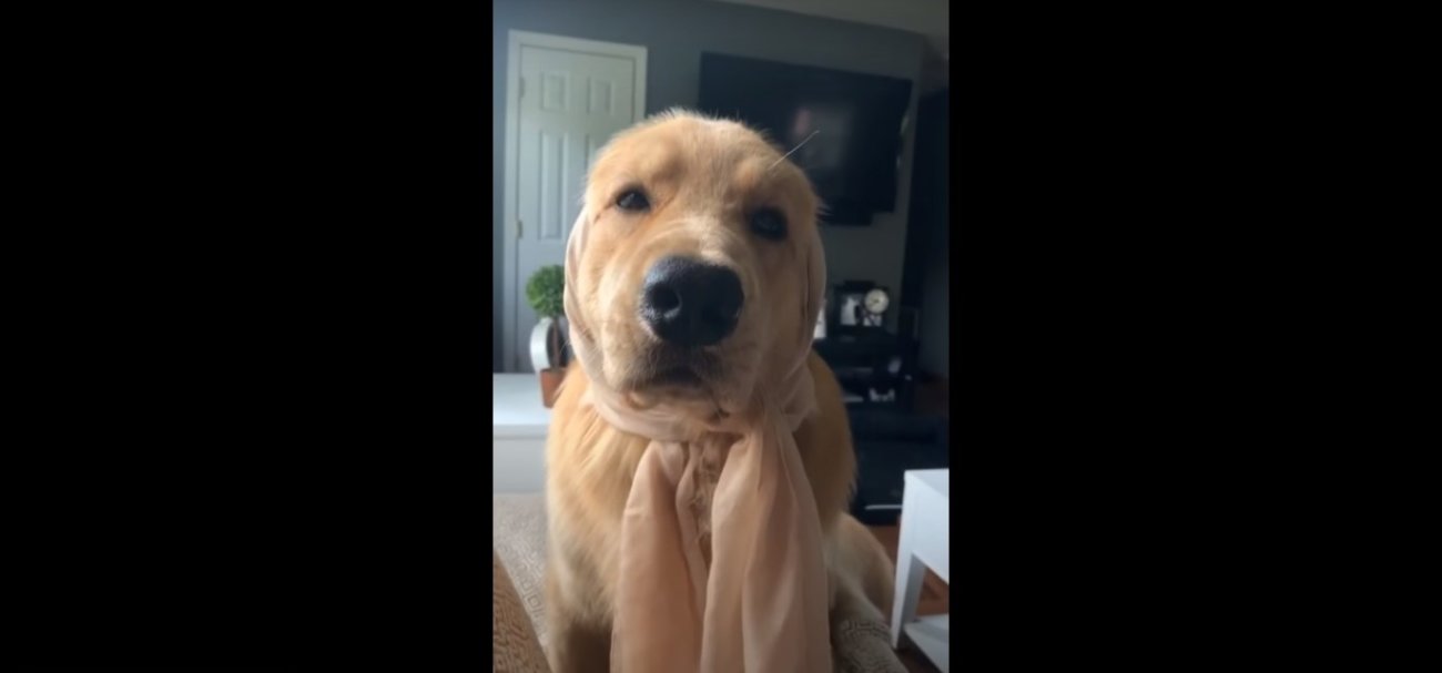 ゴールデンレトリーバー,動画