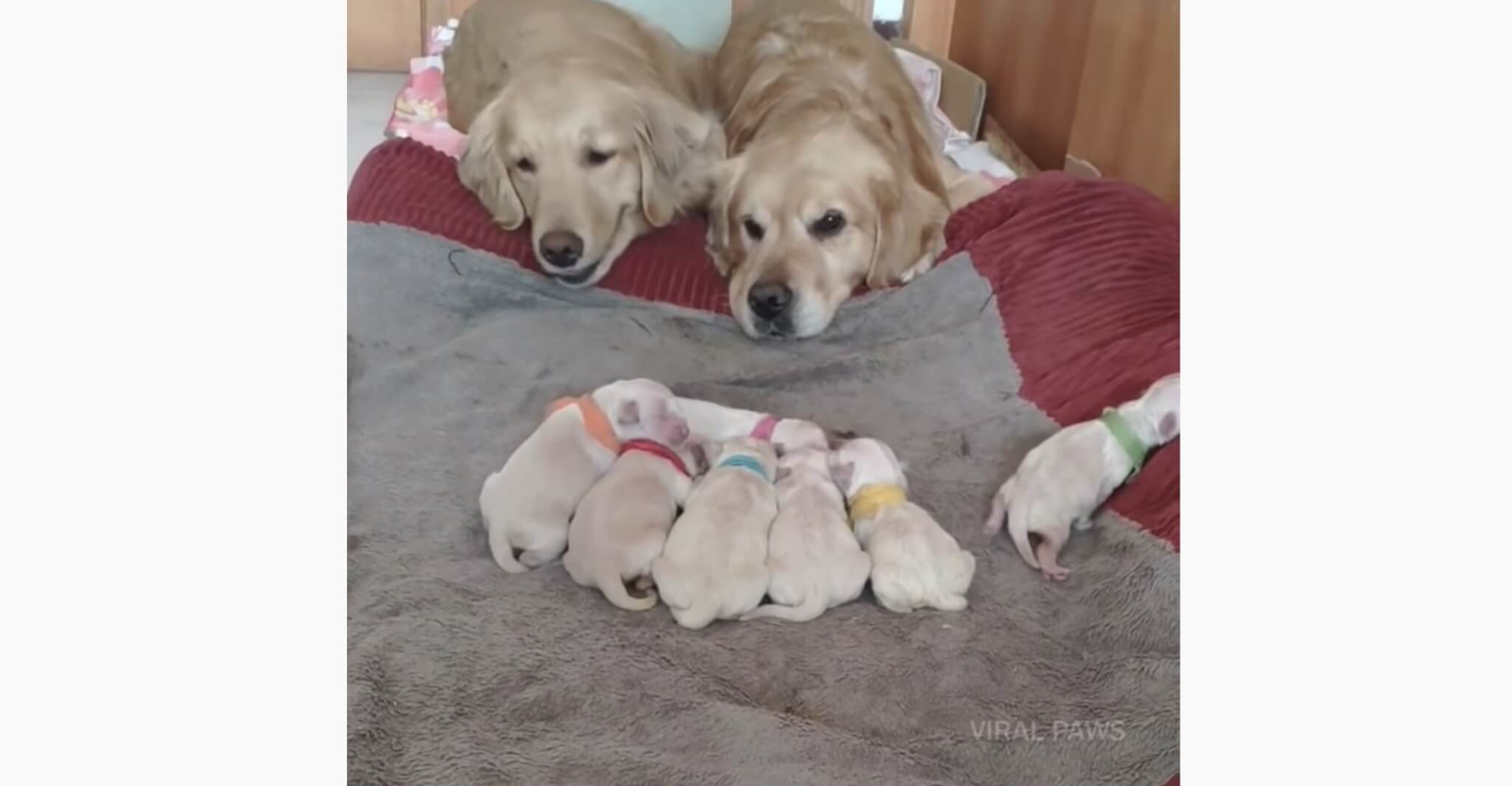 ゴールデンレトリーバー,動画