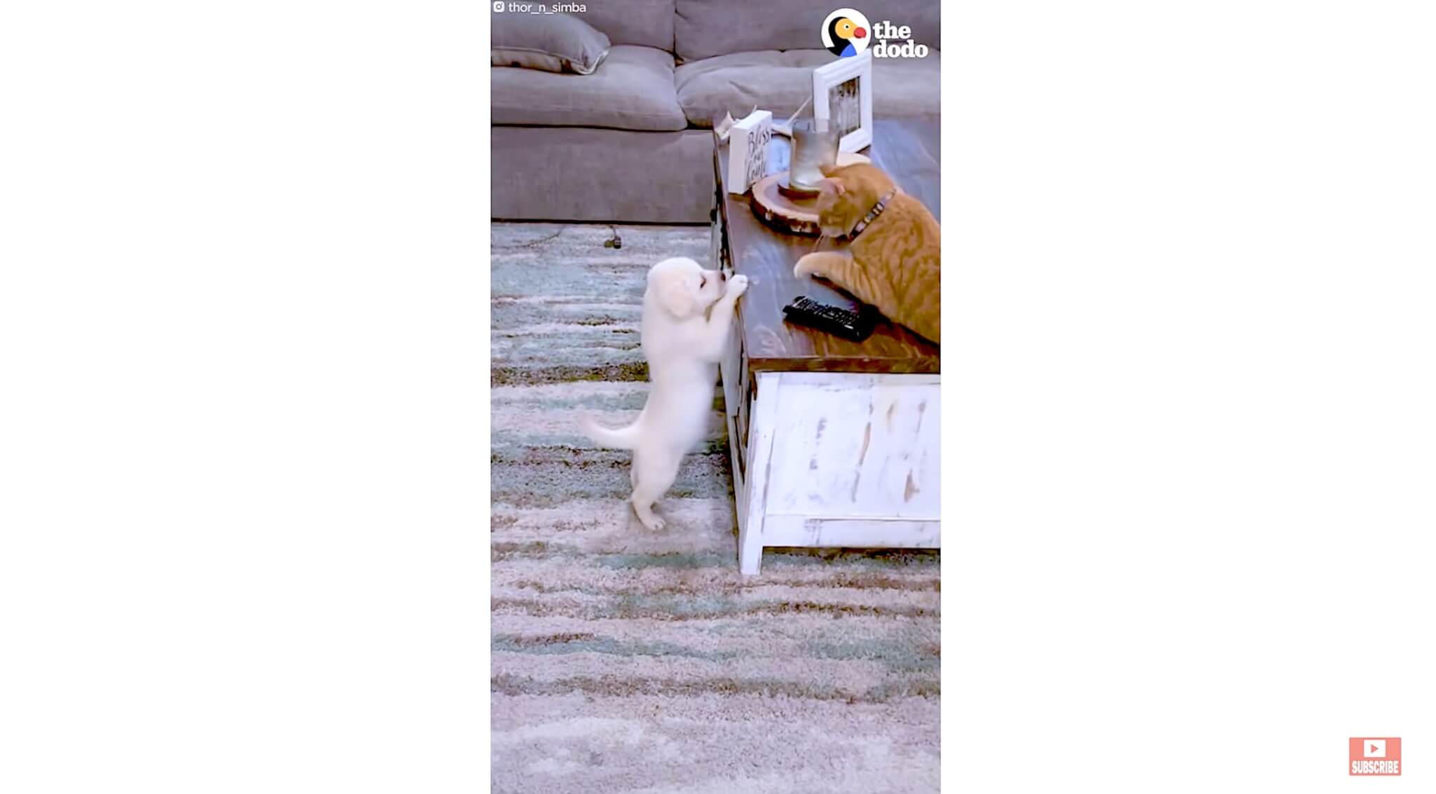 ラブラドールレトリーバー,動画