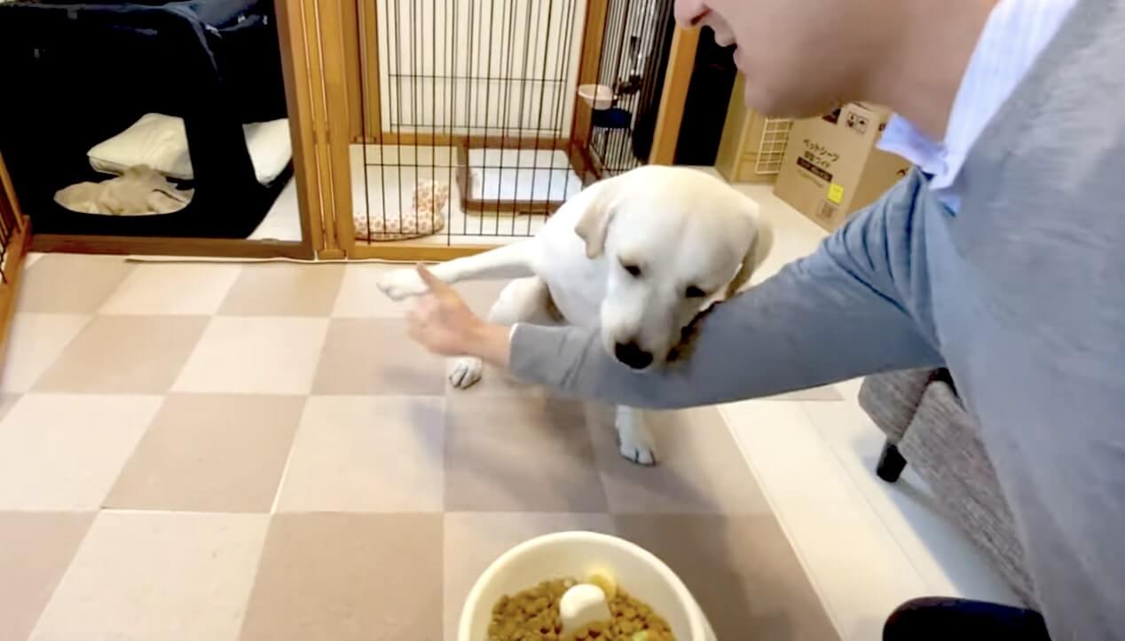 ラブラドールレトリーバー,動画