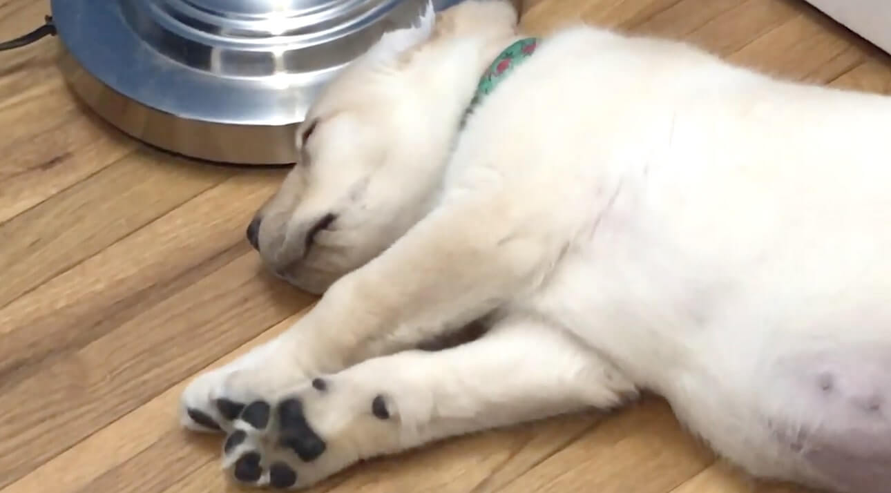 ラブラドールレトリーバー,動画