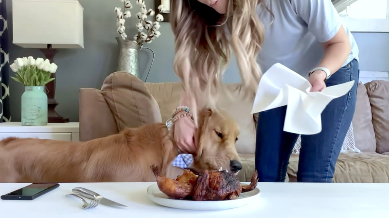 ゴールデンレトリーバー,動画