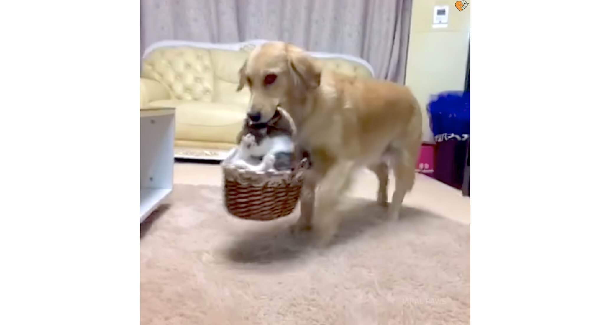 ゴールデンレトリーバー,動画