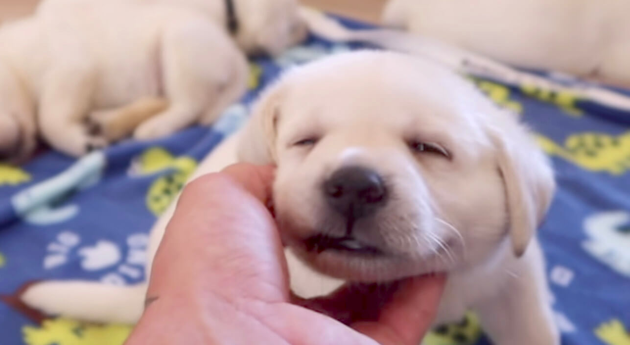 ラブラドールレトリーバー,動画