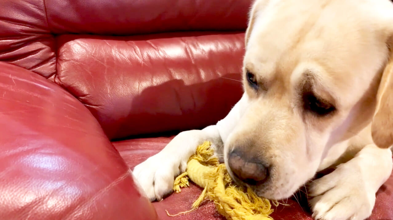 ラブラドールレトリーバー,動画