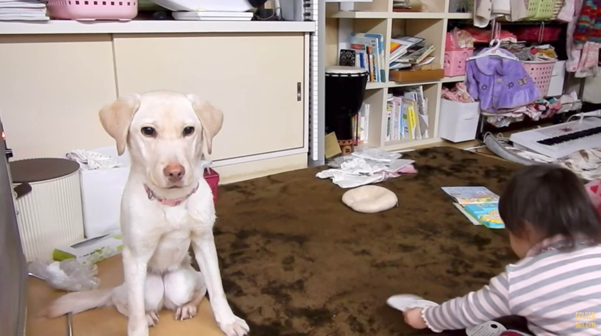 ラブラドールレトリーバー,動画