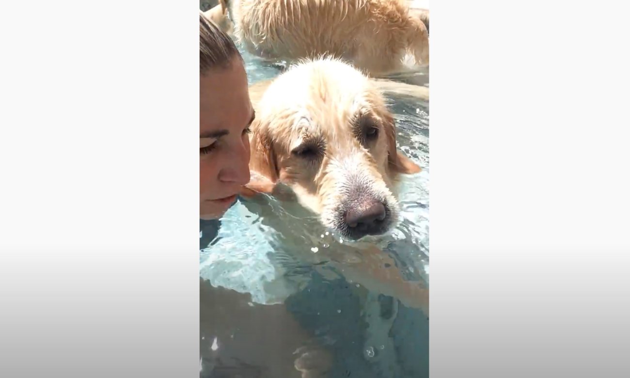 ゴールデンレトリーバー,動画