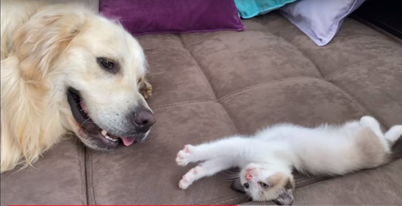 ゴールデンレトリーバー,動画