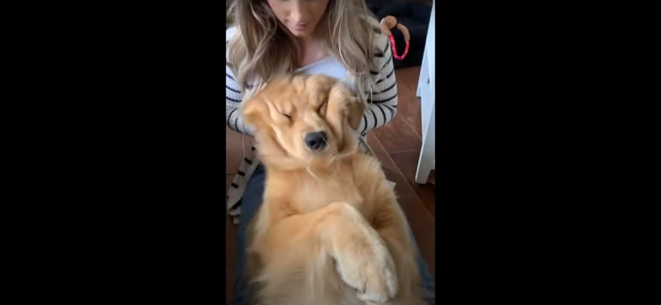 ゴールデンレトリーバー,動画