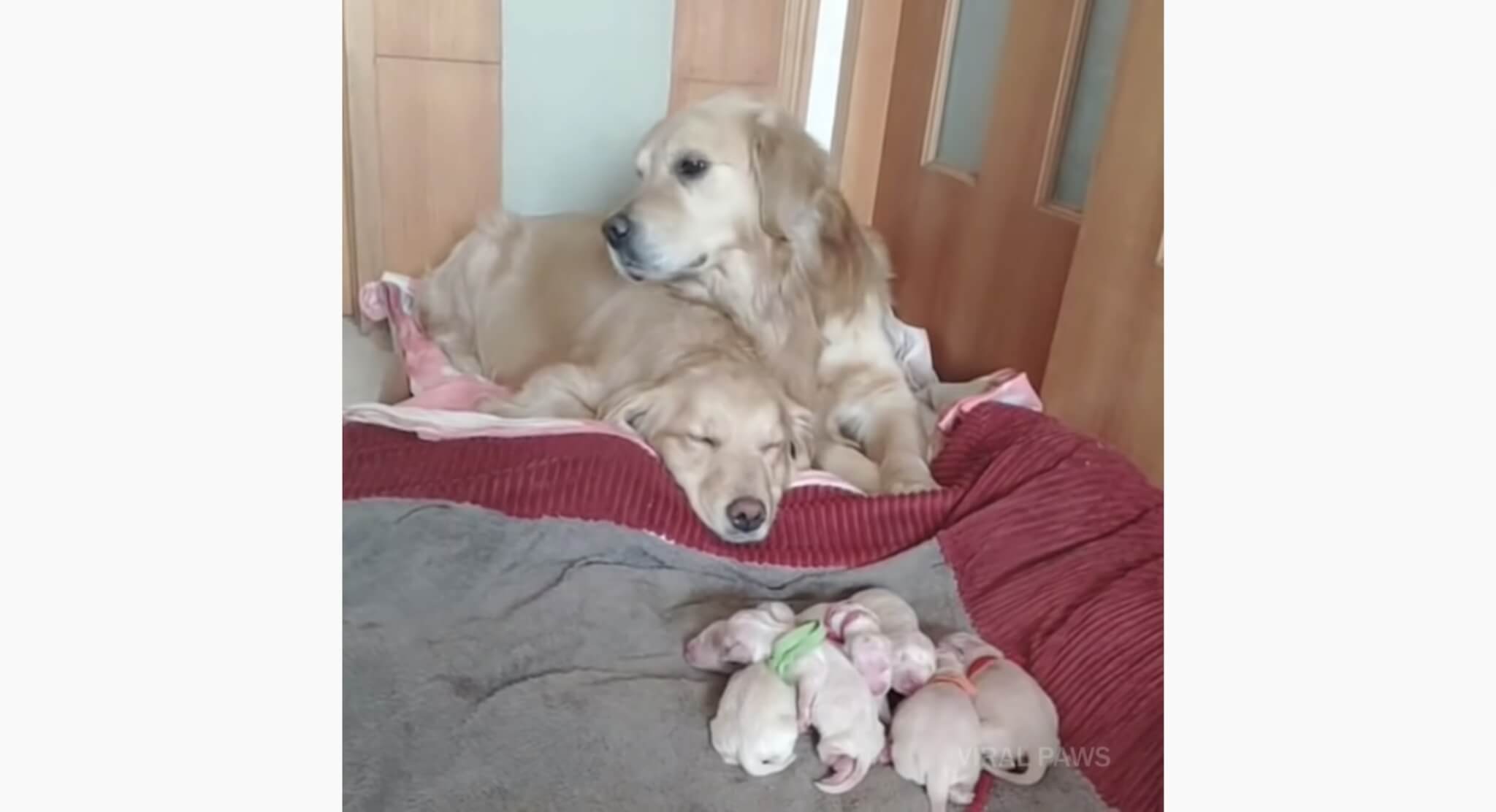 ゴールデンレトリーバー,動画