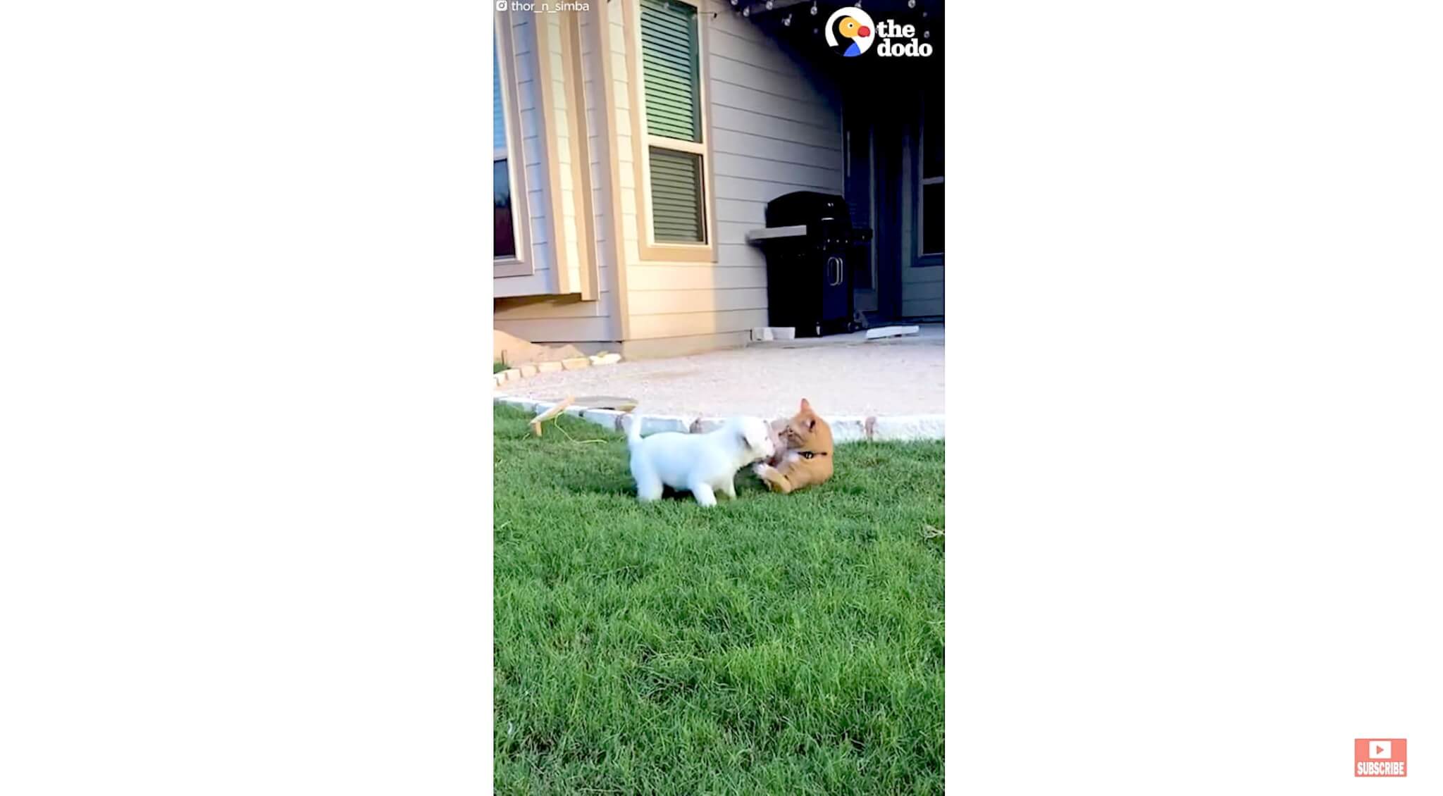 ラブラドールレトリーバー,動画