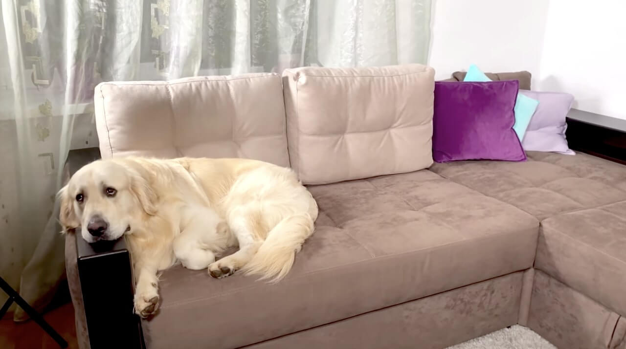 ゴールデンレトリーバー,動画