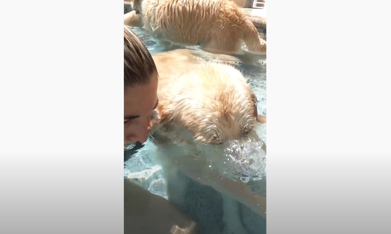 ゴールデンレトリーバー,動画