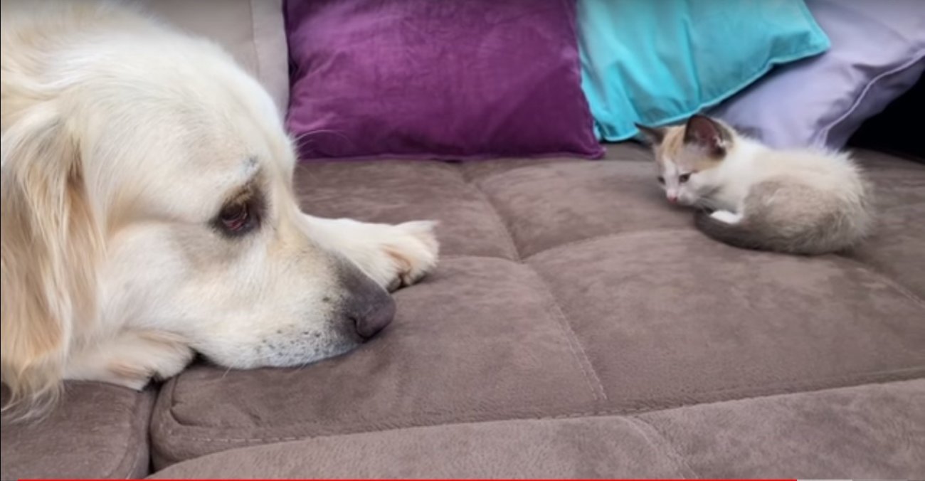 ゴールデンレトリーバー,動画