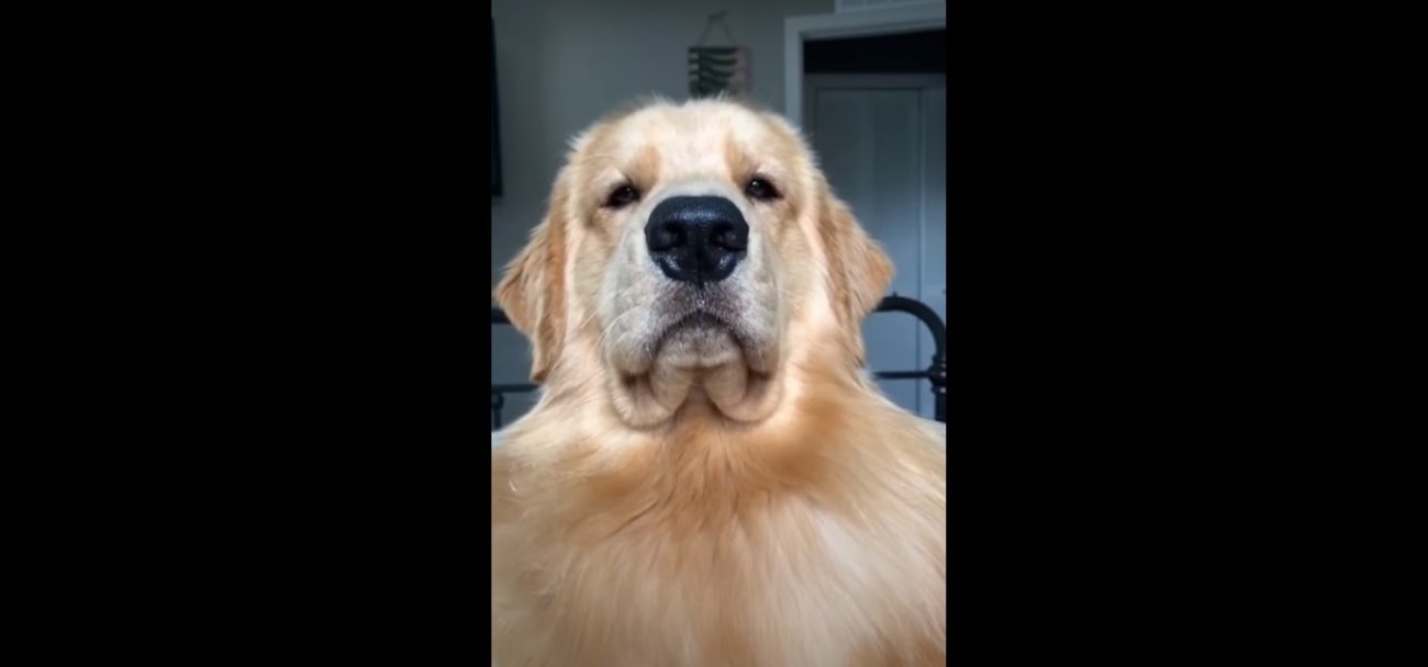 ゴールデンレトリーバー,動画