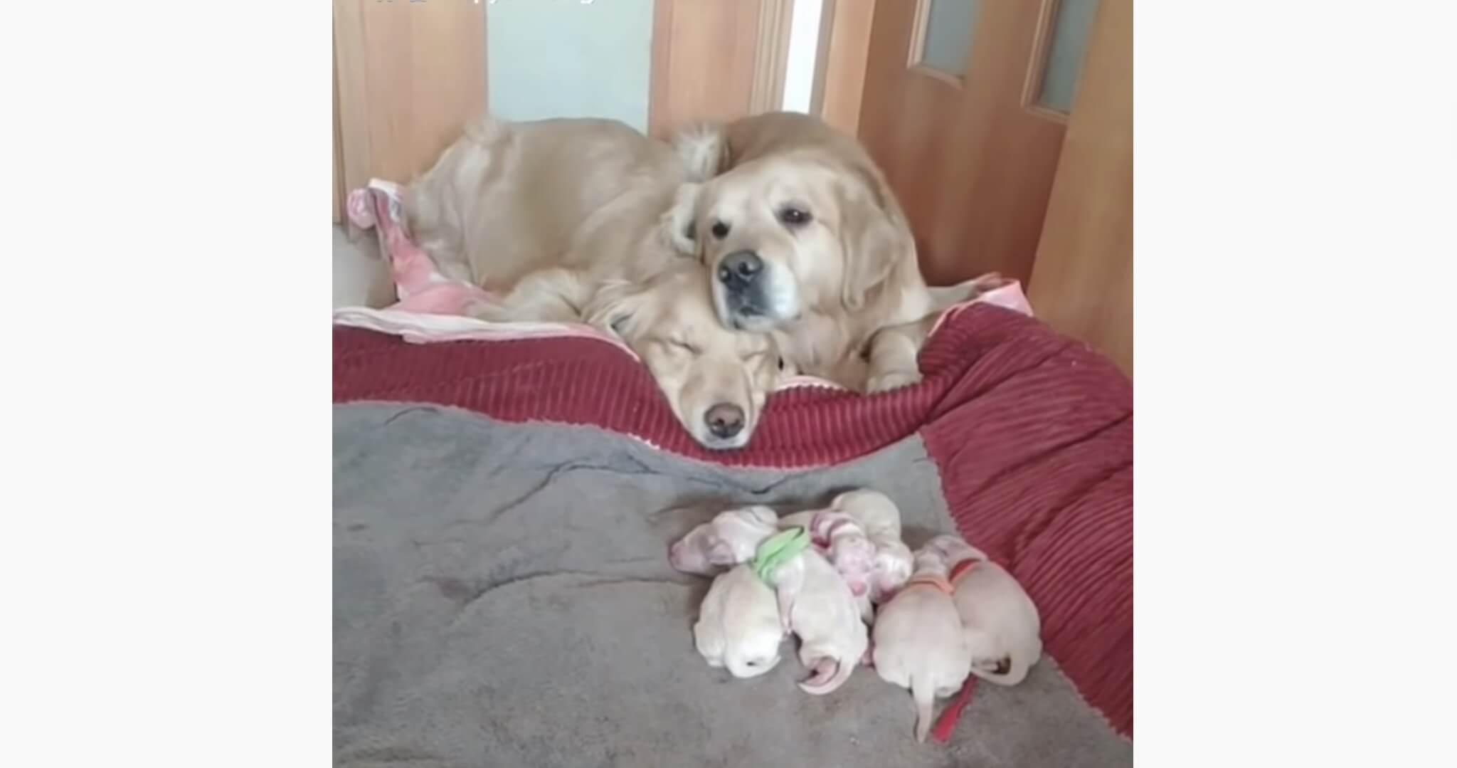 ゴールデンレトリーバー,動画