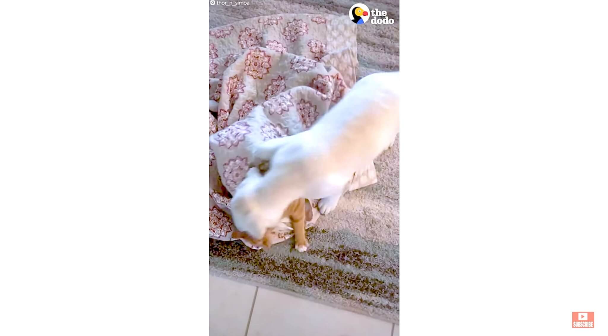 ラブラドールレトリーバー,動画