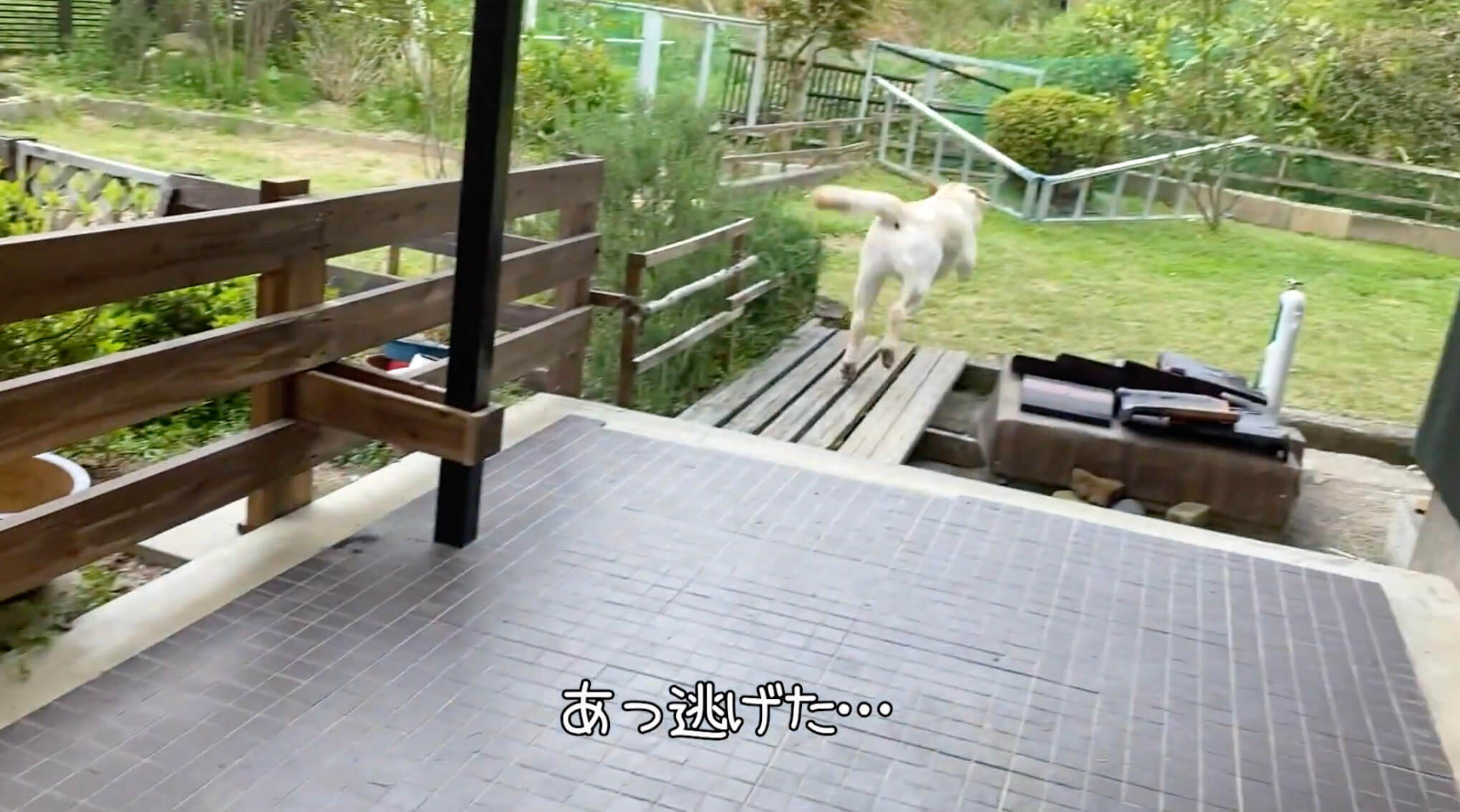 ラブラドールレトリーバー,動画