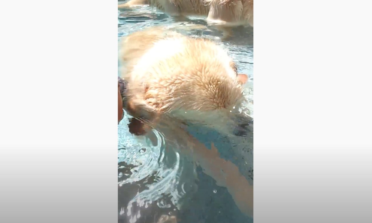 ゴールデンレトリーバー,動画