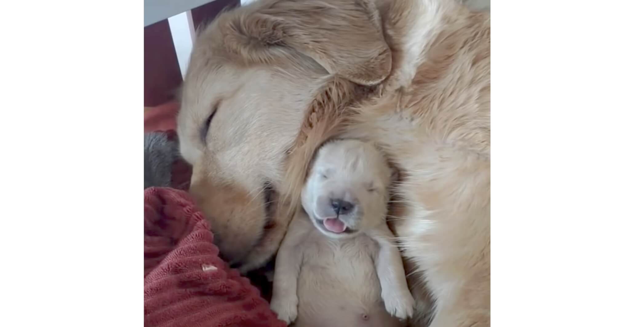 ゴールデンレトリーバー,動画