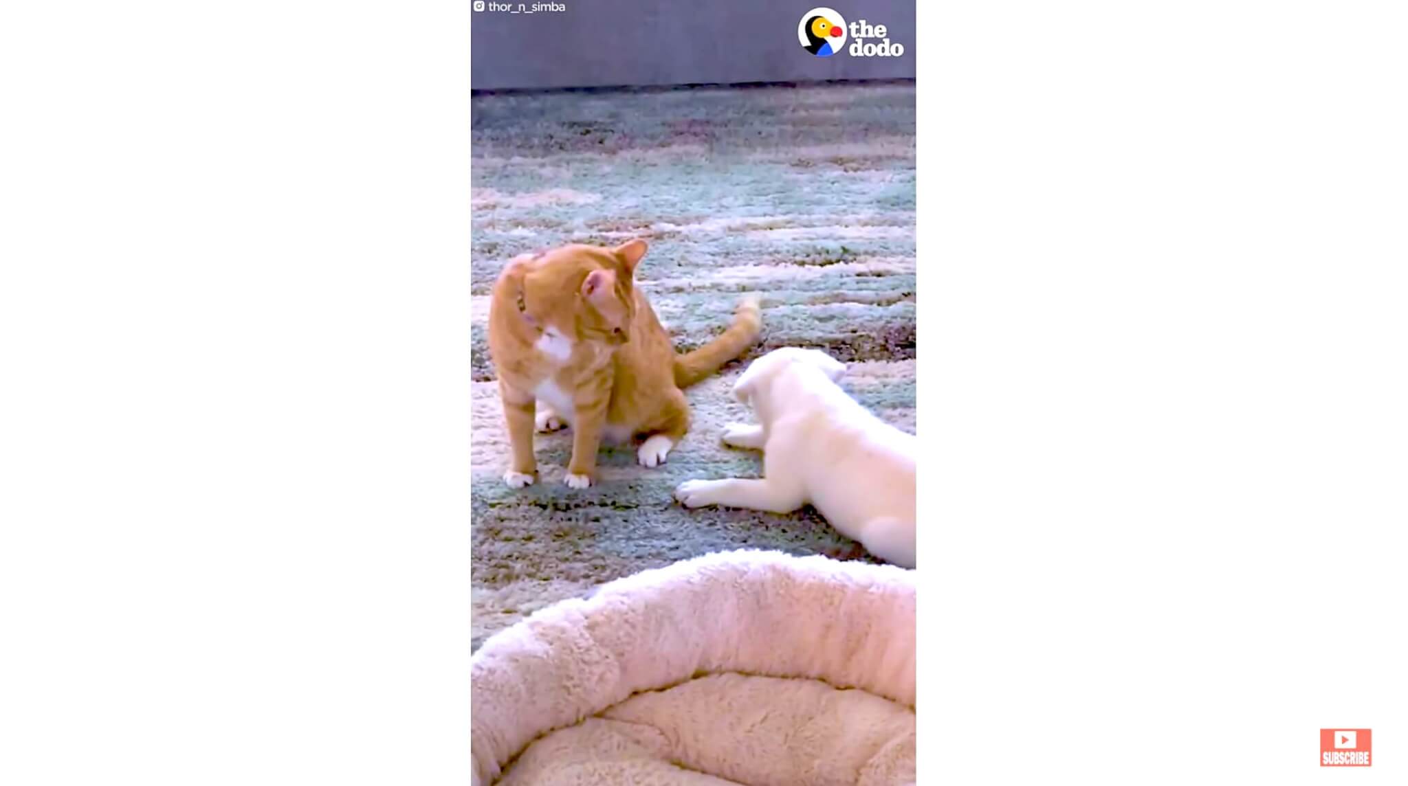 ラブラドールレトリーバー,動画