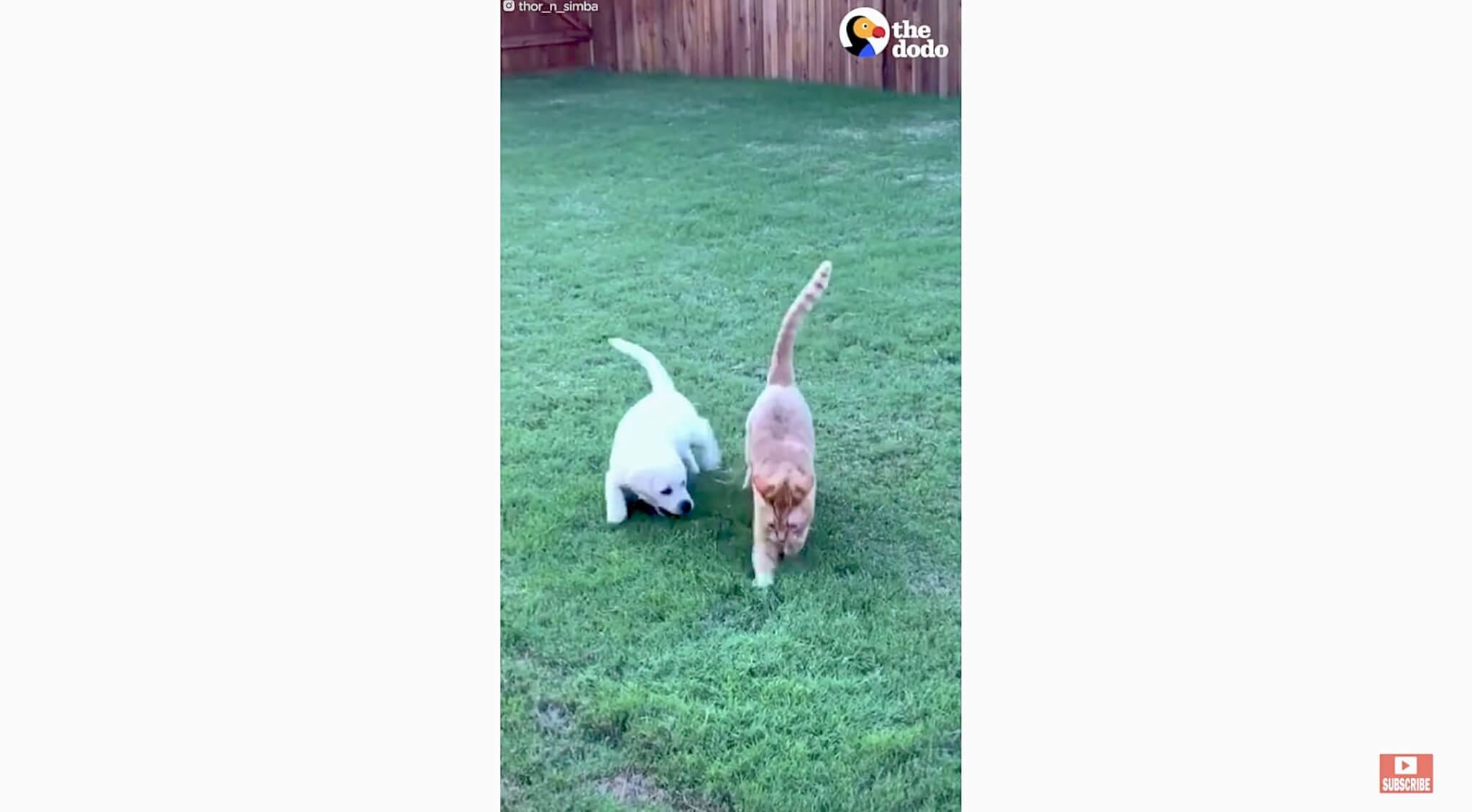 ラブラドールレトリーバー,動画