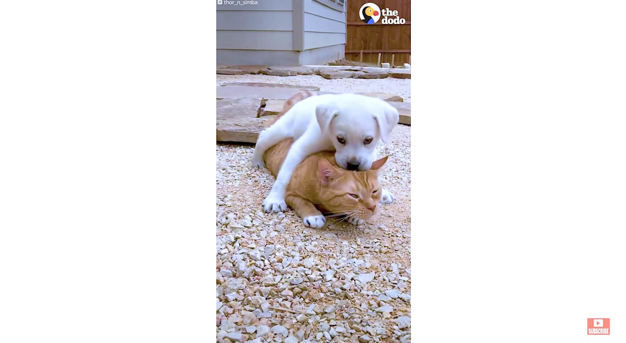 ラブラドールレトリーバー,動画