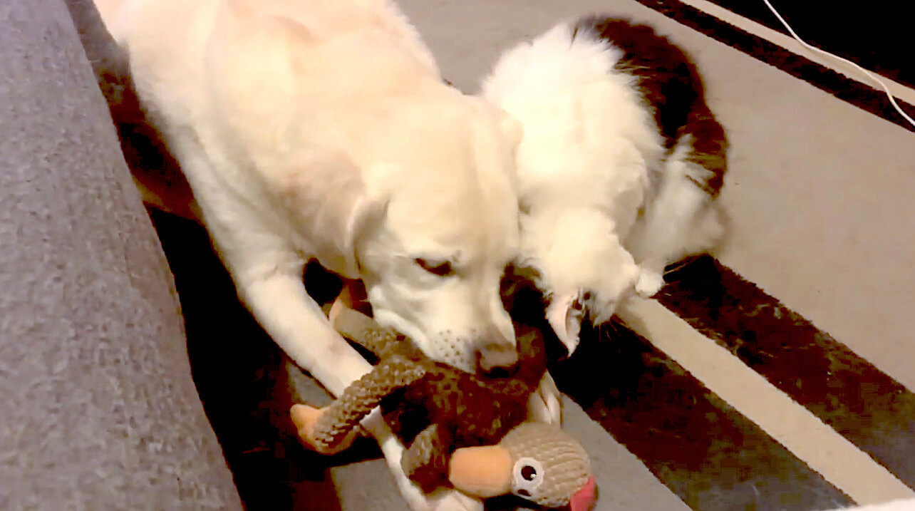 ラブラドールレトリーバー,動画