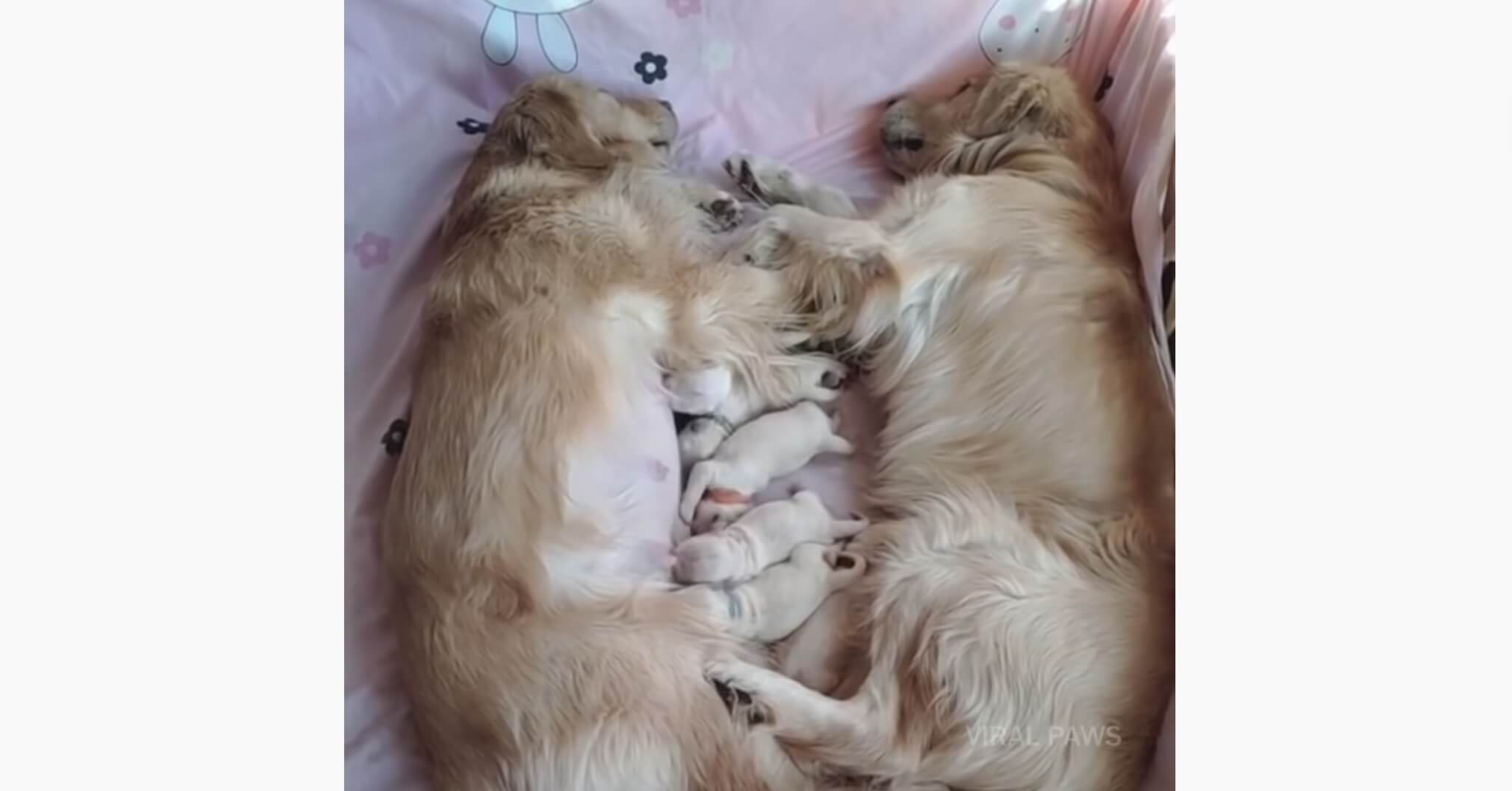 ゴールデンレトリーバー,動画