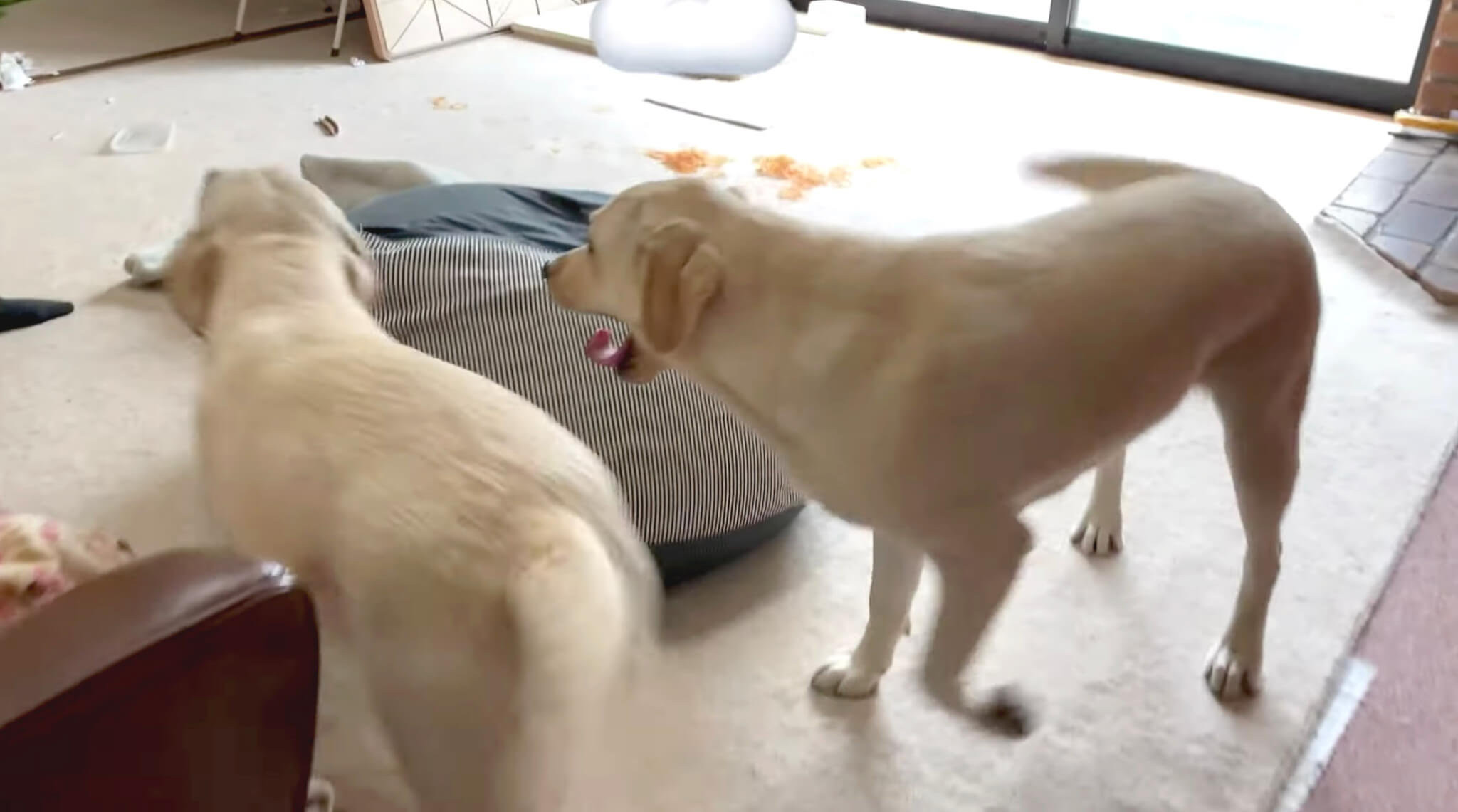 ラブラドールレトリーバー,動画