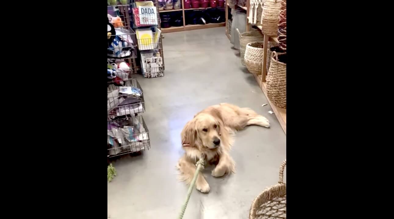 ゴールデンレトリーバー,動画