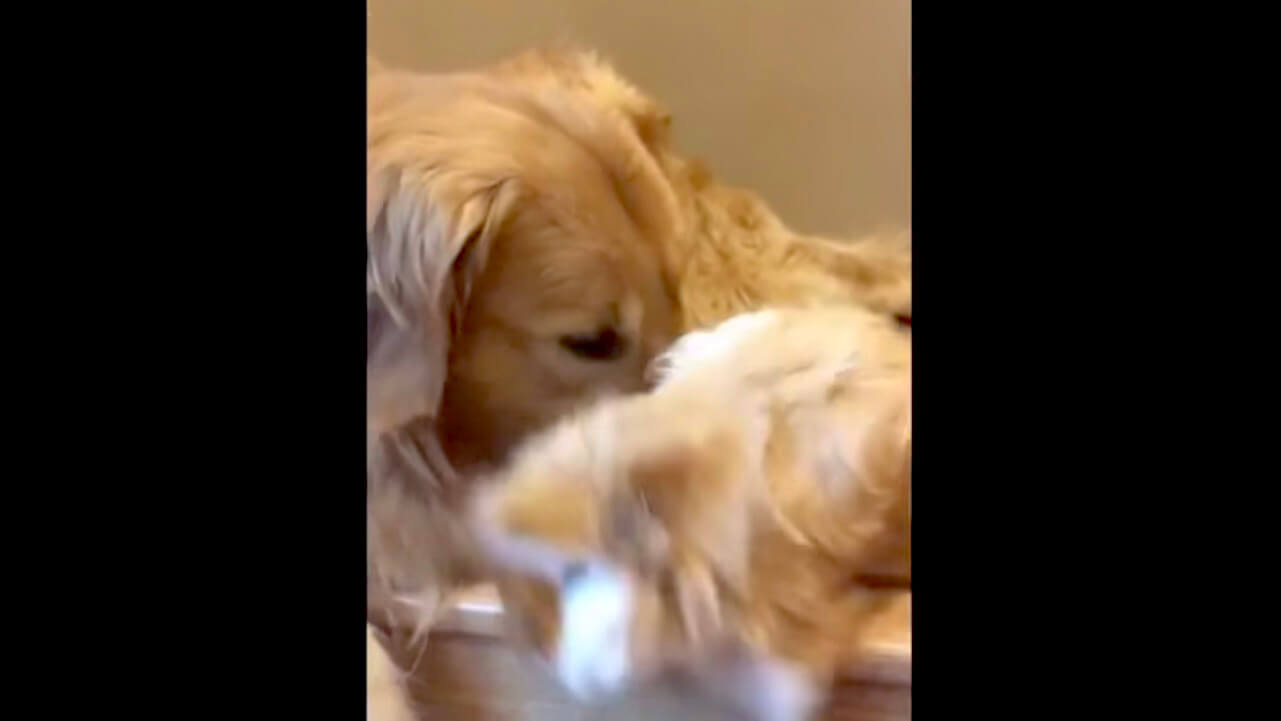 ゴールデンレトリーバー,動画