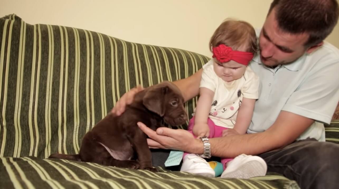 ラブラドールレトリーバー,動画