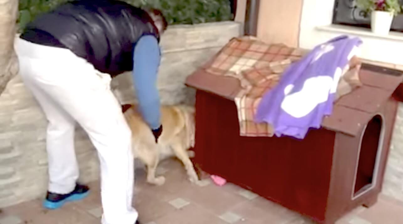 ラブラドールレトリーバー,動画