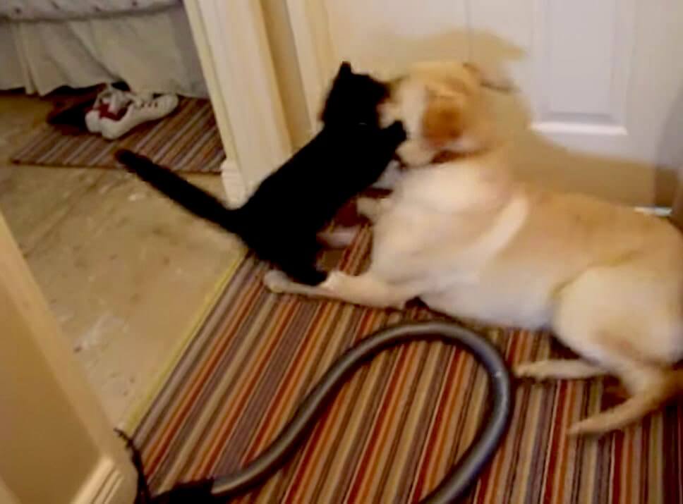 ラブラドールレトリーバー,動画