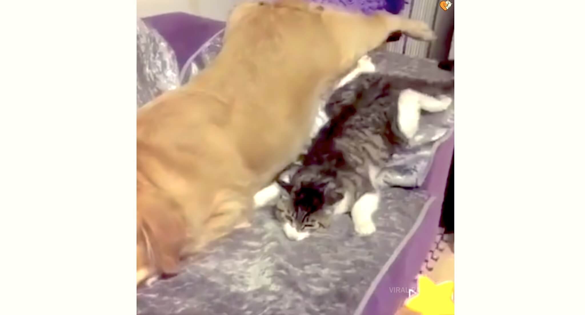 ゴールデンレトリーバー,動画