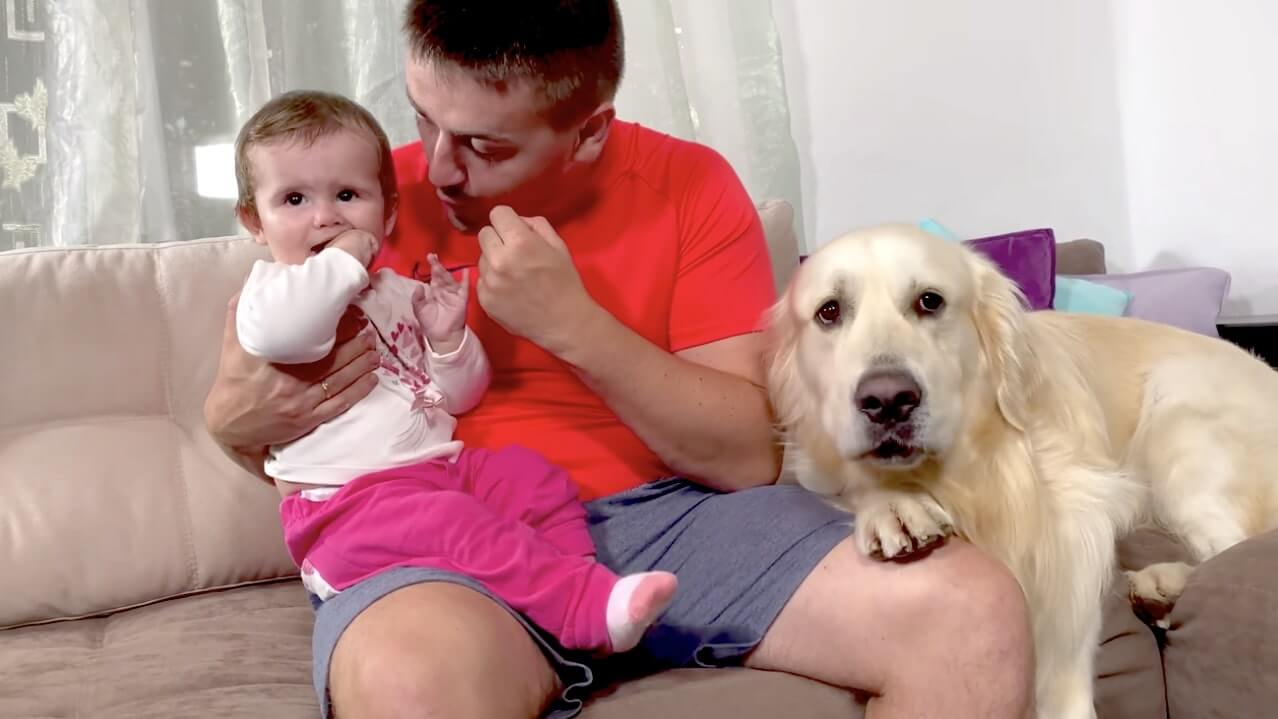 ゴールデンレトリーバー,動画