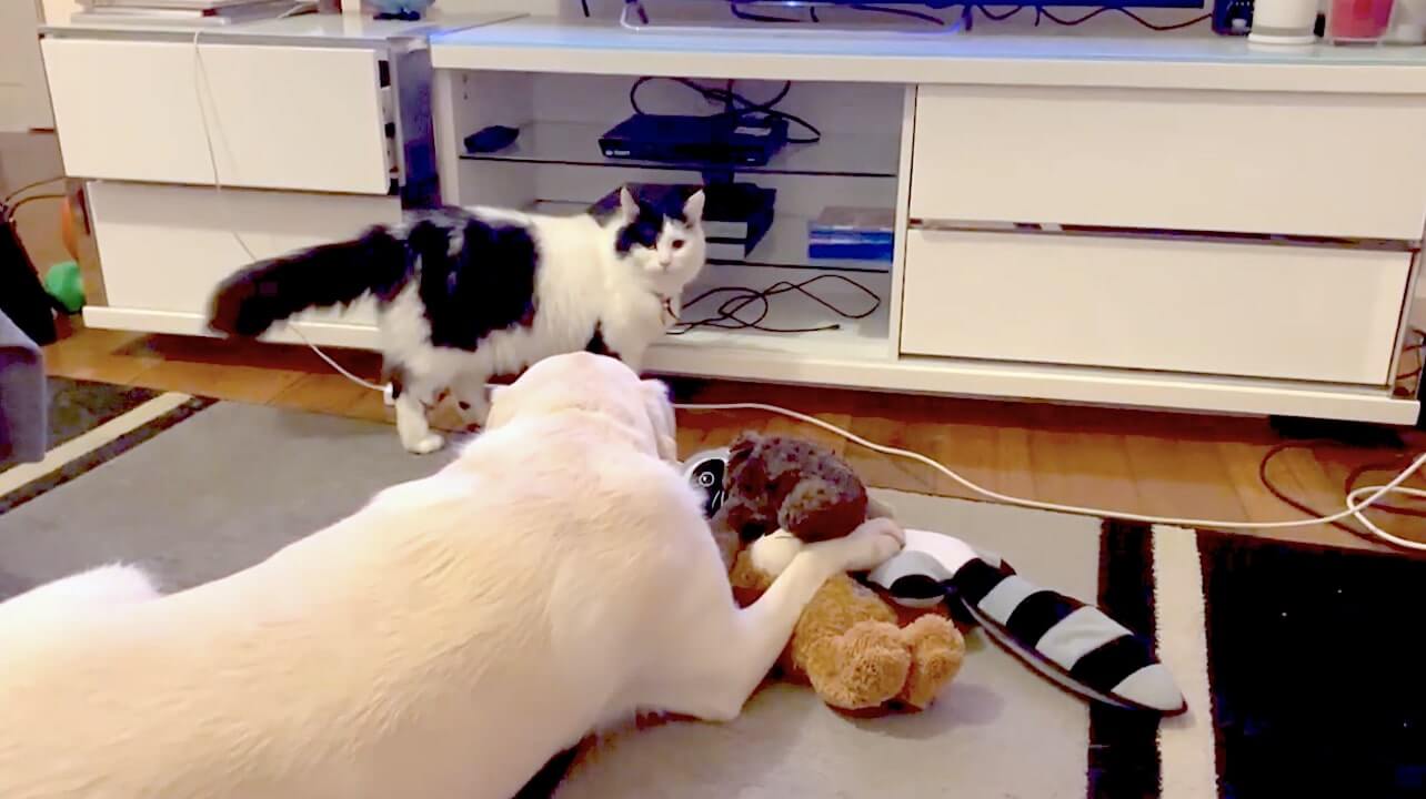 ラブラドールレトリーバー,動画