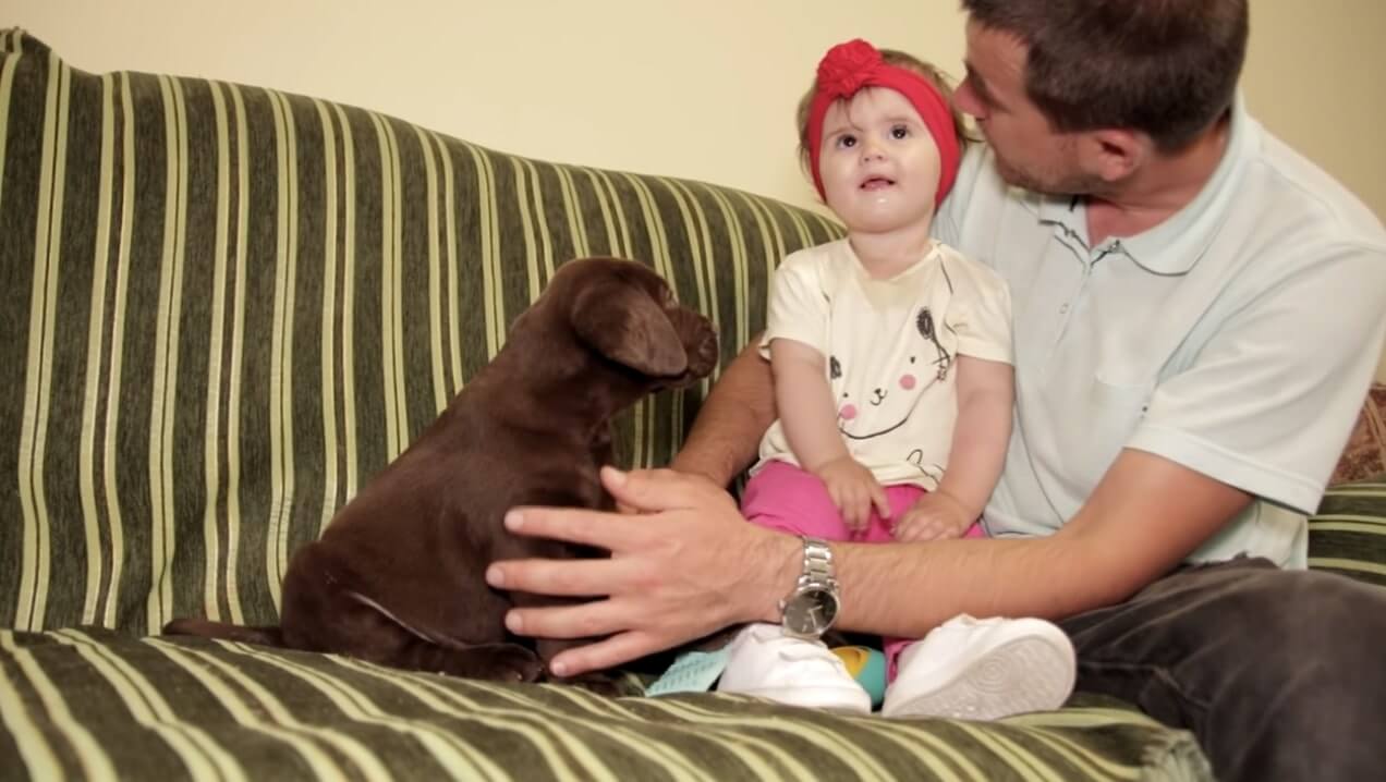 ラブラドールレトリーバー,動画