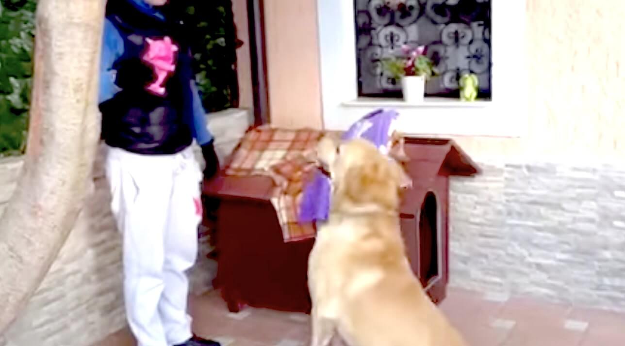 ラブラドールレトリーバー,動画